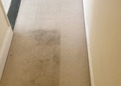 Hallway carpet part cleaned