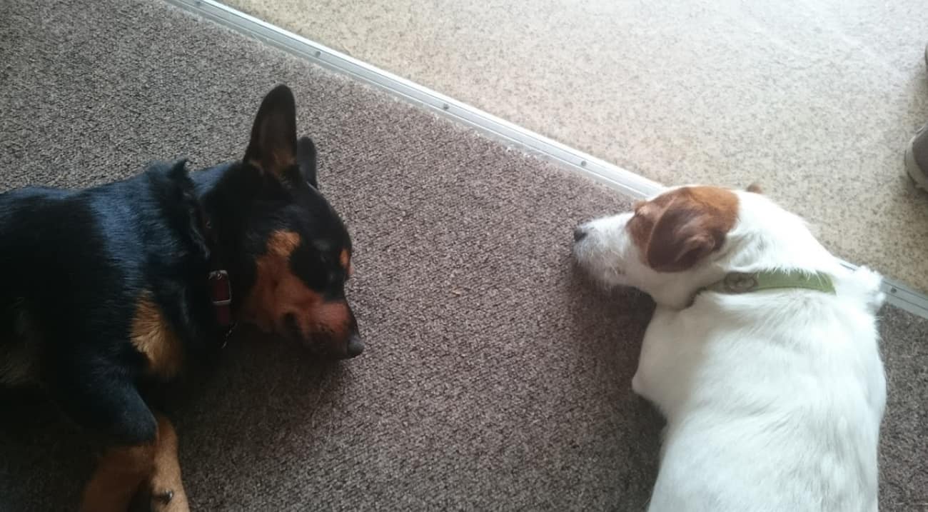 Puppies sleep on the carpet